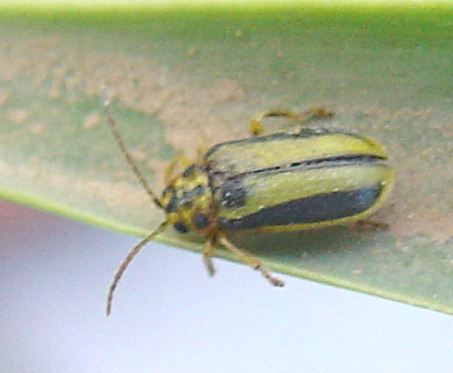 Xanthogaleruca luteola